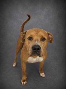 BENNY -  American Bulldog and Mixed Breed Dog for Adoption in Winter Haven, Florida - BENNY | PetCurious