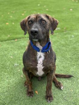 Plott Hound Dogs Available for Adoption - Andrew | PetCurious