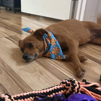 Daphne -  Terrier and Chihuahua Dog for Adoption in San Diego, California - Daphne | PetCurious