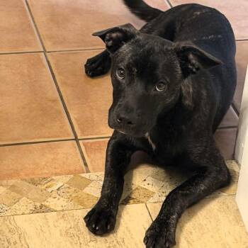 SWEET PEA - aka SUNNY - Needs foster or adopter -  Black Labrador Retriever Dog for Adoption in Largo, Florida - SWEET PEA - Aka SUNNY - Needs Foster Or Adopter | PetCurious