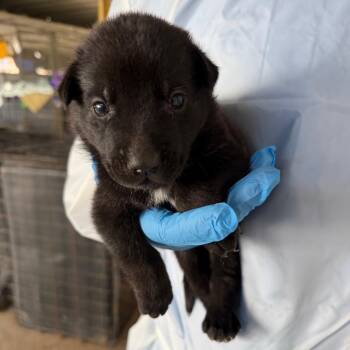 Yam -  Australian Cattle Dog Blue Heeler Dog for Adoption in Edinburg, Texas - Yam | PetCurious
