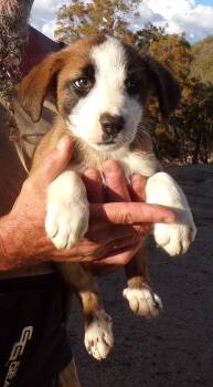 Rescue Australian Shepherd Dogs for Adoption in Corona, California - AUSSIE MIX PUPS D | PetCurious