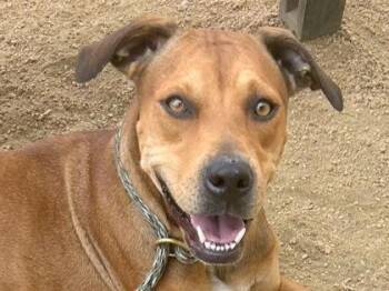 Rescue Mixed Breed Dogs for Adoption in Georgetown, Texas - Cookie | PetCurious