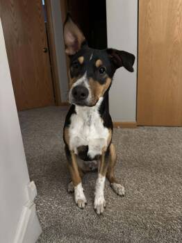 Rescue Australian Cattle Dog Blue Heeler Dogs for Adoption in Palos Heights, Illinois - Snickers | PetCurious
