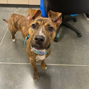 Chester -  Mixed Breed Dog for Adoption in Webster, Texas - Chester | PetCurious