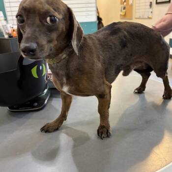 Remington -  Miniature Dachshund and Mixed Breed Dog for Adoption in Potomac, Maryland - Remington | PetCurious