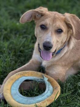 Sylvia -  Mixed Breed Dog for Adoption in Hamilton, Montana - Sylvia | PetCurious