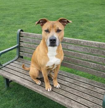 Terrier Dogs Available for Adoption - Rose | PetCurious