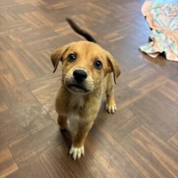 Trix -  Mixed Breed Dog for Adoption in Roxboro, North Carolina - Trix | PetCurious