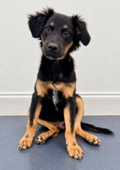 Magnet -  Australian Shepherd Dog for Adoption in Covington, Louisiana - Magnet | PetCurious