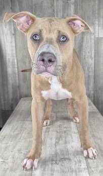 Napoleon -  Terrier and Mixed Breed Dog for Adoption in Shreveport, Louisiana - Napoleon | PetCurious