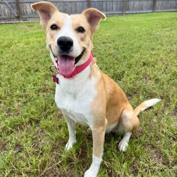 Lucy girl -  Carolina Dog Dog for Adoption in Harlingen, Texas - Lucy Girl | PetCurious