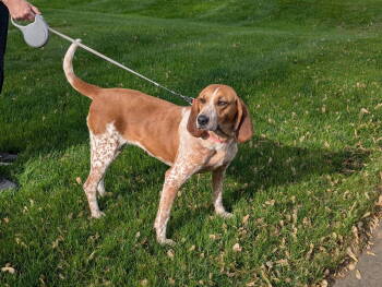 Rescue English Coonhound Dogs for Adoption in Livonia, Michigan - Rhubarb | PetCurious