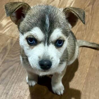Mixed Breed Dogs Available for Adoption in Sonoma, California - Lana | PetCurious