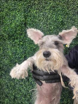 61312651 -  Schnauzer and Mixed Breed Dog for Adoption in El Paso, Texas - 61312651 | PetCurious