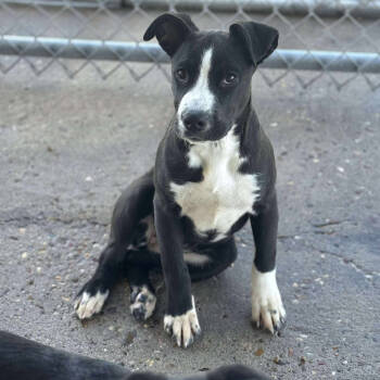 Rescue Labrador Retriever and Boxer Dogs for Adoption in Anahuac, Texas - Candy Corn | PetCurious