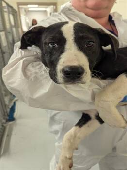 Labrador Retriever Dogs Available for Adoption in Conroe, Texas - JAGER | PetCurious