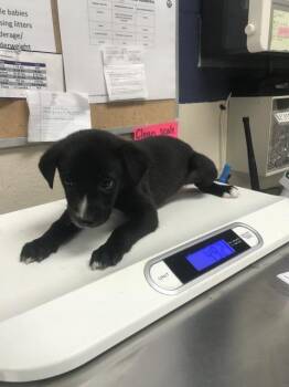 Border Collie and Labrador Retriever Dogs Available for Adoption in Conroe, Texas - KIRBY | PetCurious