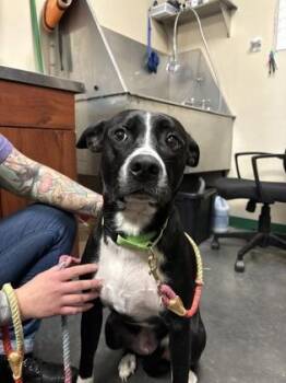 Rescue Boxer Dogs for Adoption in Springfield, Missouri - Faith (Greece) | PetCurious