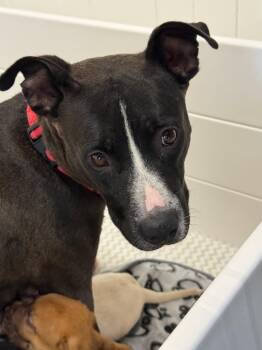 Queenie -  American Staffordshire Terrier Dog for Adoption in Gilberts, Illinois - Queenie | PetCurious