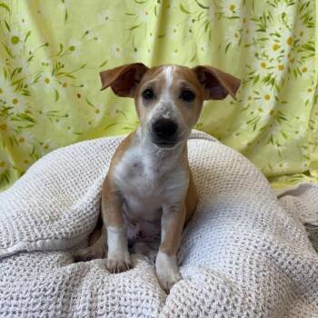 Mixed Breed Dogs Available for Adoption in West Olive, Michigan - Cooper | PetCurious