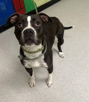 American Bulldog Dogs Available for Adoption in Indianapolis, Indiana - HUNCH | PetCurious