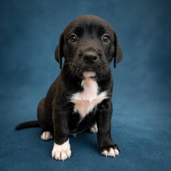 Labrador Retriever and Hound Dogs Available for Adoption in Heber Springs, Arkansas - Sterling | PetCurious