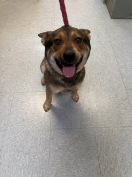 Australian Cattle Dog Blue Heeler Dogs Available for Adoption - McDreamy | PetCurious