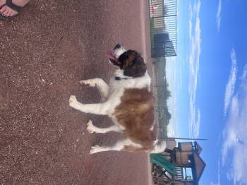 Mud -  Saint Bernard Dog for Adoption in Mesa, Arizona - Mud | PetCurious