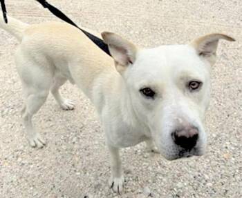 Husky and Labrador Retriever Dogs Available for Adoption in Houston, Texas - A654706 | PetCurious