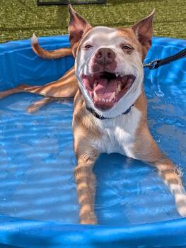 Retro -  Pit Bull Terrier Dog for Adoption in Ayden, North Carolina - Retro | PetCurious