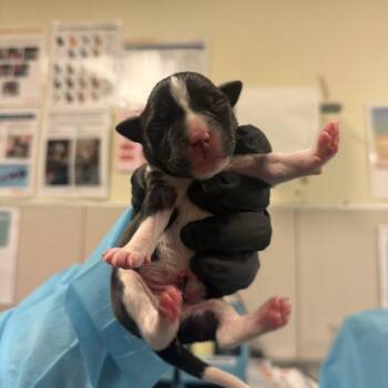 Mustard Greens -  Pit Bull Terrier Dog for Adoption in Chicago, Illinois - Mustard Greens | PetCurious