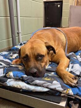 Mixed Breed Dogs Available for Adoption in Jacksonville, Florida - DRIFTWOOD | PetCurious