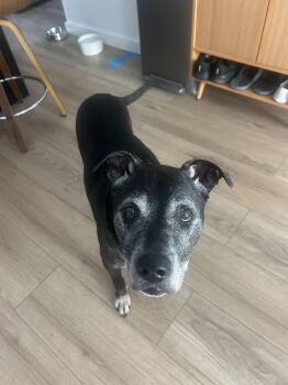 Rescue American Staffordshire Terrier and Black Labrador Retriever Dogs for Adoption in Sierra Madre, California - Izzy | PetCurious