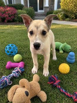 Akita and Mixed Breed Dogs Available for Adoption in Globe, Arizona - SOPHIA | PetCurious