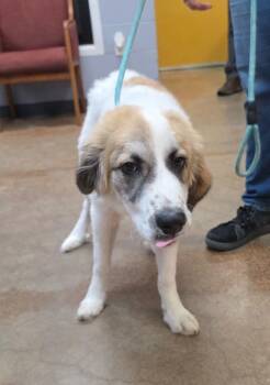 Piper -  Anatolian Shepherd and Mixed Breed Dog for Adoption in Brownwood, Texas - Piper | PetCurious