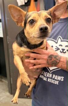 Savannah -  Chihuahua and Mixed Breed Dog for Adoption in Bowling Green, Kentucky - Savannah | PetCurious