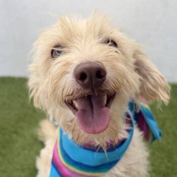MOCHI -  Maltese and Miniature Poodle Dog for Adoption in San Diego, California - MOCHI | PetCurious