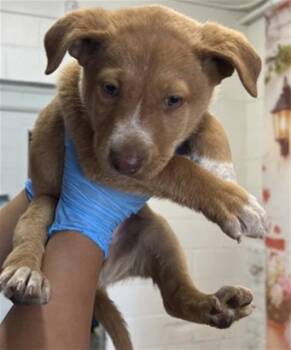 ALVIN -  Pit Bull Terrier Dog Available for Adoption in San Bernardino, California - ALVIN | PetCurious