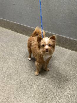 WANDA -  Chihuahua Dog for Adoption in Las Vegas, Nevada - WANDA | PetCurious