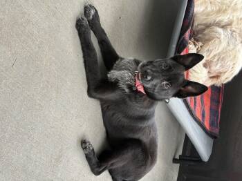 Secret (Snickers) -  Australian Cattle Dog Blue Heeler and German Shepherd Dog Dog for Adoption in Lakewood Ranch, Florida - Secret (Snickers) | PetCurious