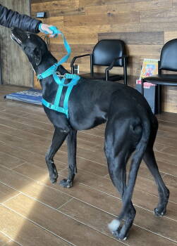 Rescue Greyhound Dogs for Adoption in Raytown, Missouri - Pax | PetCurious