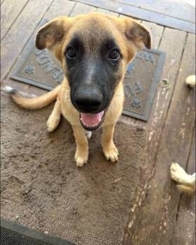 Everyone Loves Raymond Litter - Ray located in Virginia -  Belgian Shepherd Malinois and German Shepherd Dog Dog for Adoption in Imlay City, Michigan - Everyone Loves Raymond Litter - Ray Located In Virginia | PetCurious