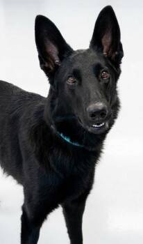 Daisy (Poppi) -  German Shepherd Dog and Mixed Breed Dog for Adoption in Gwinn, Michigan - Daisy (Poppi) | PetCurious