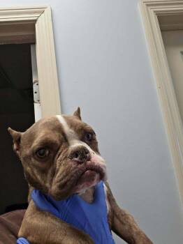 Daisy (GA) -  French Bulldog Dog for Adoption in New York, New York - Daisy (GA) | PetCurious