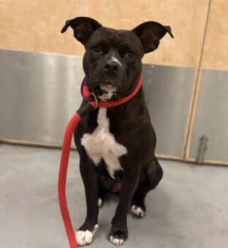 Vida -  American Staffordshire Terrier Dog for Adoption in New York, New York - Vida | PetCurious