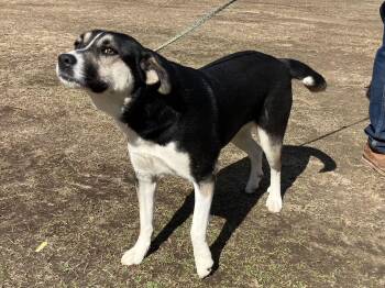 Shepherd and Husky Dogs Available for Adoption - Nova Dixon | PetCurious