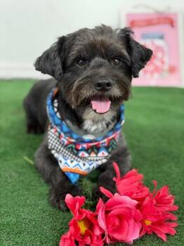 TomTom-One of our Amazing Rescue Dogs -  Havanese and Schnoodle Dog for Adoption in Carlsbad, California - TomTom-One Of Our Amazing Rescue Dogs | PetCurious