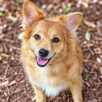 Norah -  Chihuahua and Pomeranian Dog for Adoption in Boerne, Texas - Norah | PetCurious