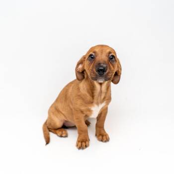 Yorkshire Terrier and Mixed Breed Dogs Available for Adoption - Clam Chowdah | PetCurious